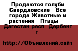 Продаются голуби Свердловские - Все города Животные и растения » Птицы   . Дагестан респ.,Дербент г.